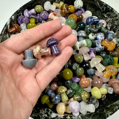 3 Mystery Mini Mushrooms