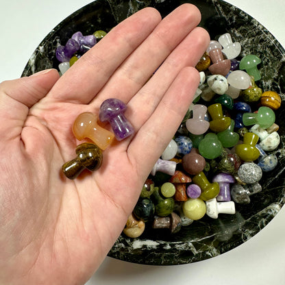 3 Mystery Mini Mushrooms